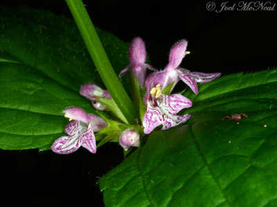 Broad-toothed Hedge-nettle: Stachys latidens