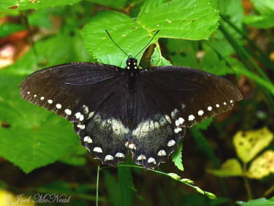 Spicebush Swallowtail: <i>Papilio troilus</i>
