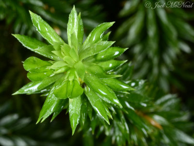 Shining Clubmoss: Huperzia lucidula, gemmiferous branchlet