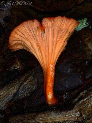 Red Chanterelle: Cantharellus cinnabarinus