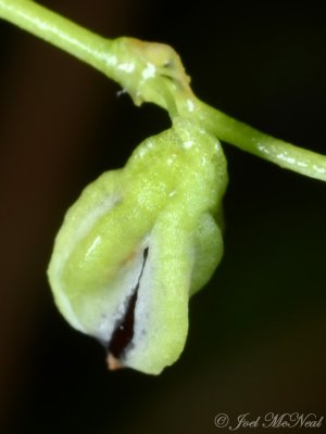 Fringed Bindweed: Polygonum cilinode, seed