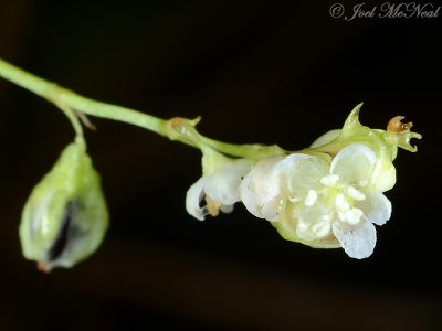 Fringed Bindweed: Polygonum cilinode (Fallopia cilinodis)