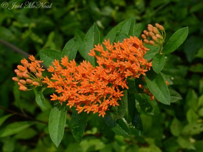 Butterfly Weed: Asclepias tuberosa