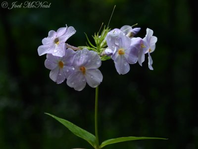 Wideflower Phlox: Phlox latifolia/ovata