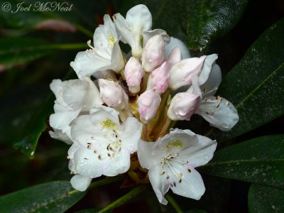 Rosebay Rhododendron: Rhododendron maximum