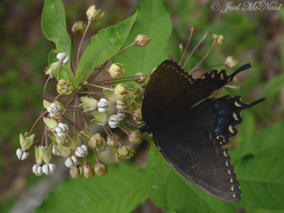 Spicebush Swallowtail on Poke Milkweed