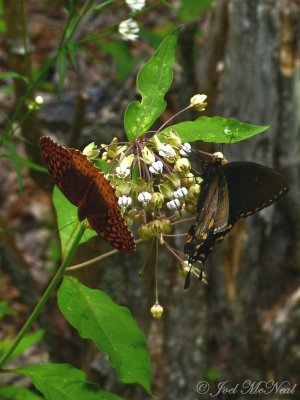 Great Spangled Fritillary and Spicebush Swallowtail on Poke Milkweed