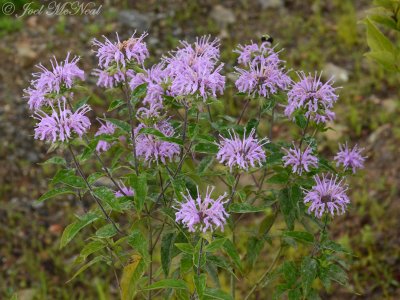 Wild Bergamot: Monarda fistulosa