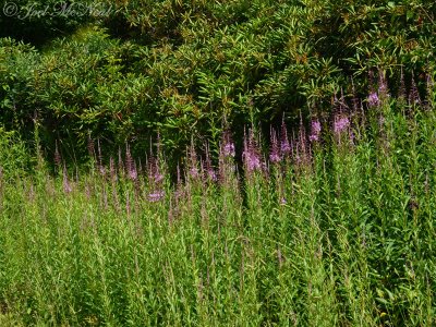 Fireweed: Chamerion platyphyllum (Epilobium angustifolium)