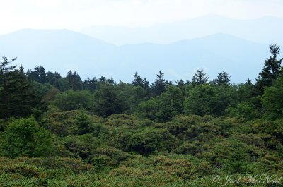 Rhododendron gardens area, Roan Mountain