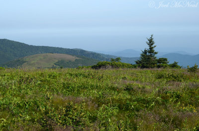 Gray's Lily: Lilium grayi, habitat