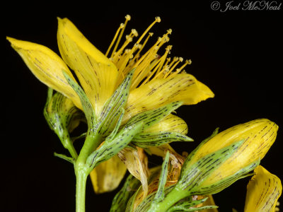 Blue Ridge St.-John's-wort: Hypericum mitchellianum