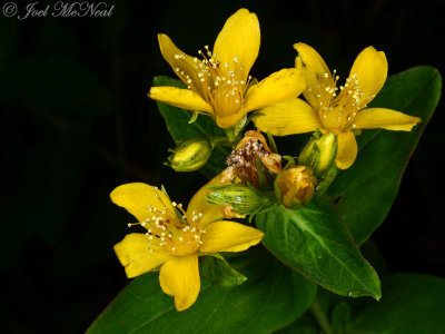 Blue Ridge St.-John's-wort: Hypericum mitchellianum