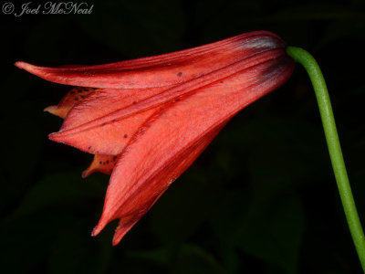 Gray's Lily, Roan Lily: Lilium grayi