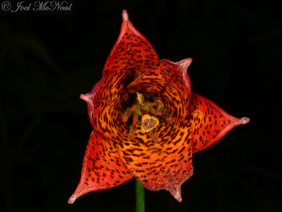 Grays Lily, Roan Lily: <i>Lilium grayi</i>