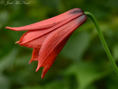 Grays Lily, Roan Lily: <i>Lilium grayi</i>