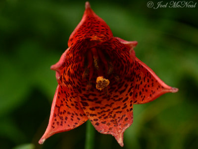 Gray's Lily, Roan Lily: Lilium grayi