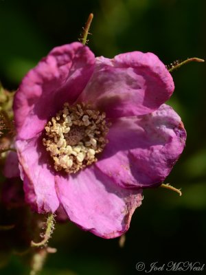 Flowering Raspberry: Rubus odoratus