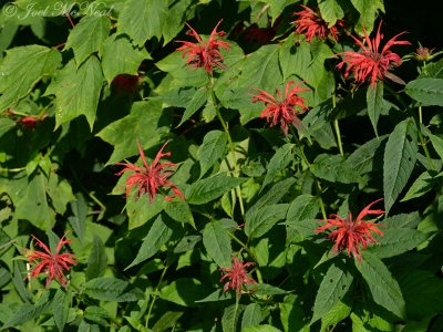 Bee-balm: Monarda didyma