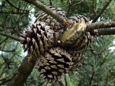 Table Mountain Pine: Pinus pungens, mature cones