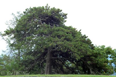 Table Mountain Pine: Pinus pungens