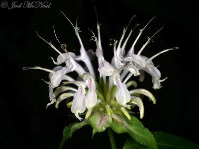 White Bergamot: Monarda clinopodia