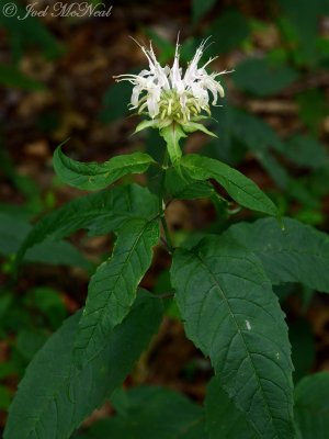 White Bergamot: Monarda clinopodia