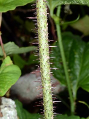 Bristly Greenbriar: Smilax hispida, mature prickles