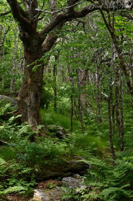 Dwarf beech/birch ridgetop forest