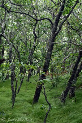Dwarf beech/birch ridgetop forest with dense sedge understory