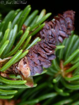 Red Spruce: <i>Picea rubens</i>, early-stage female strobili