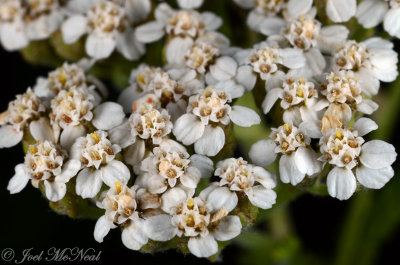 Yarrow: Achillea millefolium