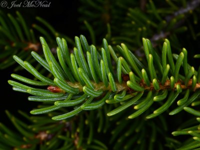 Red Spruce: <i>Picea rubens</i>, branchlet