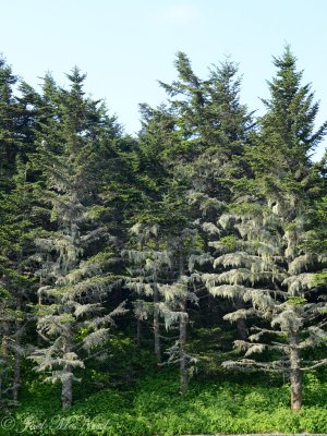 Usnea lichens on lower fir branches