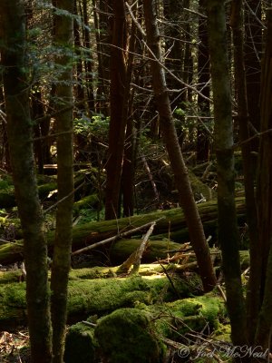Understory of spruce/fir forest