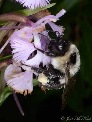 Bumblebee on Small Purple Fringed Orchid