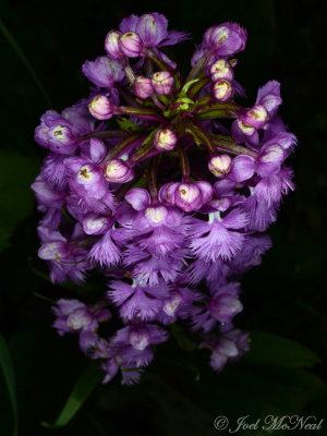 Small Purple Fringed Orchid: Platanthera psycodes
