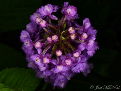 Small Purple Fringed Orchid: <i>Platanthera psycodes</i>