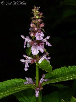 Broad-toothed Hedge-nettle: Stachys latidens