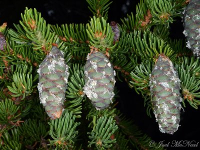 Red Spruce: Picea rubens, maturing female cones