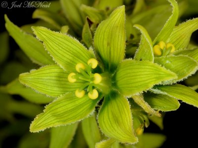 Cornhusk Lily: Veratrum viride