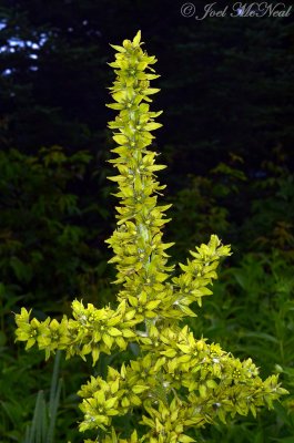 Cornhusk Lily: Veratrum viride