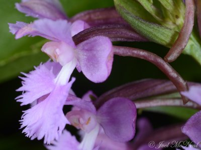 Small Purple Fringed Orchid: Platanthera psycodes