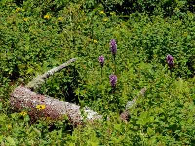 Small Purple Fringed Orchid: Platanthera psycodes in habitat