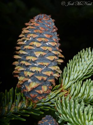 Fraser Fir: Abies fraseri, maturing female cone
