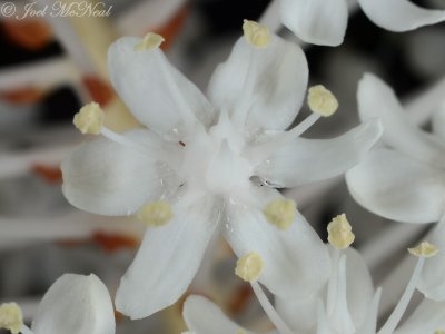 Fly Poison: <i>Amianthium muscitoxicum</i>