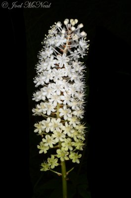 Fly Poison: Amianthium muscitoxicum