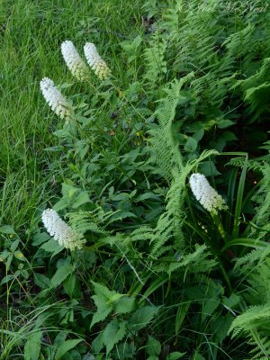 Fly Poison: Amianthium muscitoxicum