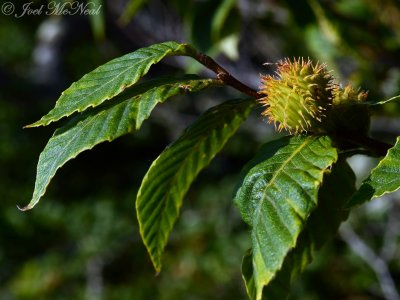 American Beech: Fagus grandifolia