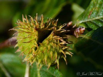 American Beech: Fagus grandifolia, fruit (involucre)